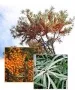 Sanddornpflanzen Hippophae rhamnoides 8x Askola (weiblich) und 1x Pollmix (mÃ€nnlich)